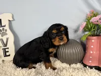 Romeo, a male Cavalier King Charles Spaniel for sale in Waynesville, MO – 6 of 9