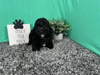 Nick, a male Poodle - Toy  for sale in Waynesville, MO – 3 of 3
