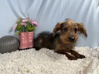Mars, a male Yorkipoo for sale in Waynesville, MO – 3 of 4
