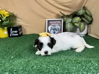 Treasure, a female Shih Tzu for sale in Waynesville, MO – 3 of 3
