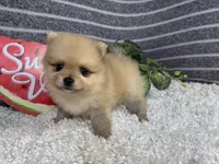 Bobby, a male Pomeranian for sale in Waynesville, MO – 3 of 4