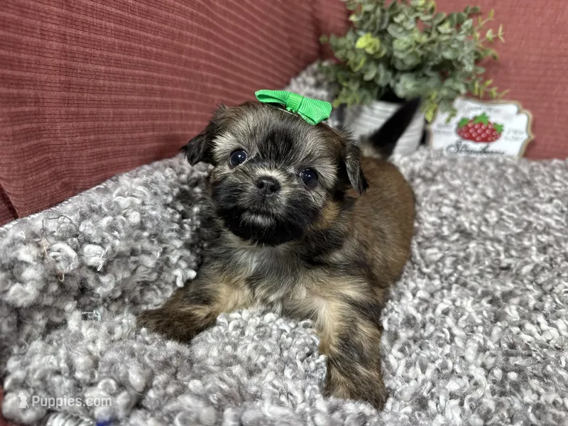 Poppy – Shih Tzu puppy for sale in Waynesville, MO