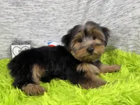 Scottie, a male Yorkshire Terrier for sale in Waynesville, MO – 6 of 10