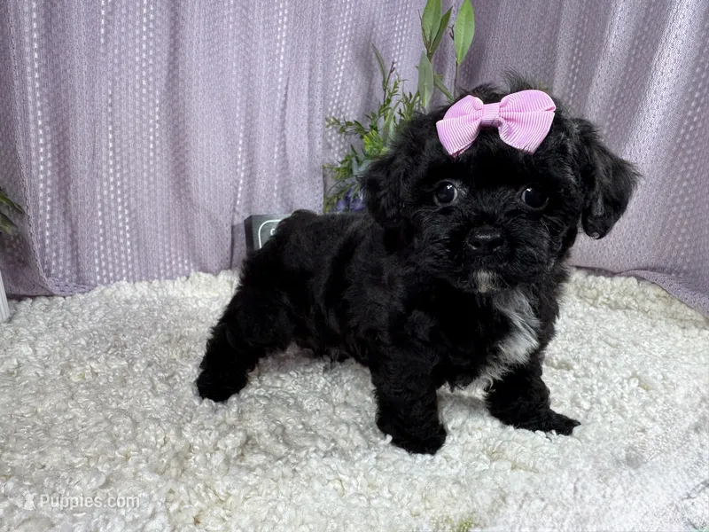 Gypsy – Shih Tzu, Poodle - Toy  puppy for sale in Waynesville, MO
