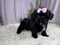 Gypsy, a male Shih Tzu and Poodle - Toy  for sale in Waynesville, MO – 1 of 3