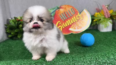 Buddy, a male Pomeranian for sale in Waynesville, MO – 4 of 8