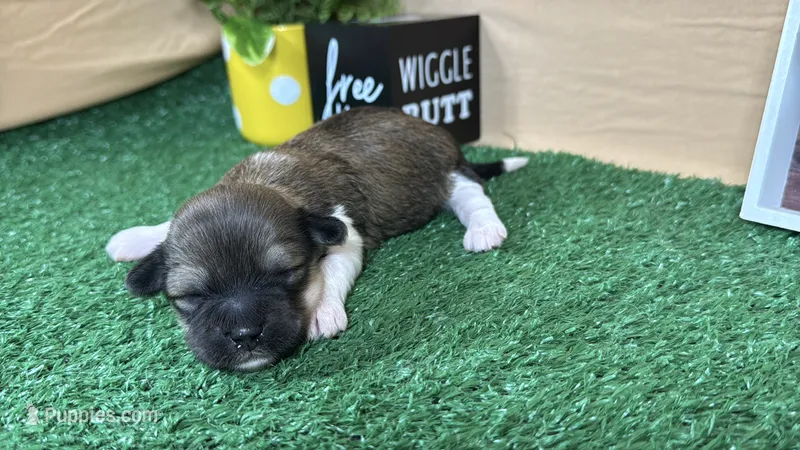 Ivy – Havanese puppy for sale in Waynesville, MO