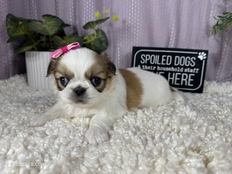 Claire – Pekingese puppy for sale in Waynesville, MO