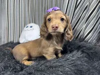 Princess, a female Miniature Dachshund for sale in Waynesville, MO – 3 of 3