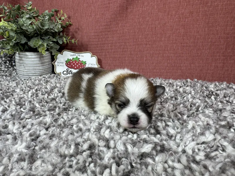 Baker – Pomeranian puppy for sale in Waynesville, MO