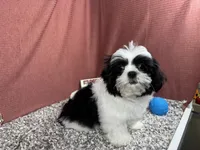 Grey, a male Shih Tzu for sale in Waynesville, MO – 3 of 4