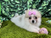 Marie, a female Pomeranian for sale in Waynesville, MO – Photo 3 of 3