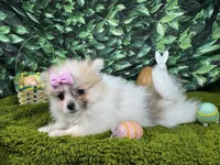 Marie, a female Pomeranian for sale in Waynesville, MO – Photo 2 of 3
