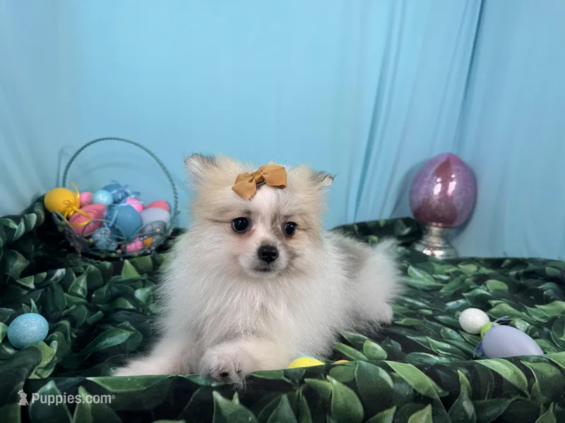 Marie – Pomeranian puppy for sale in Waynesville, MO