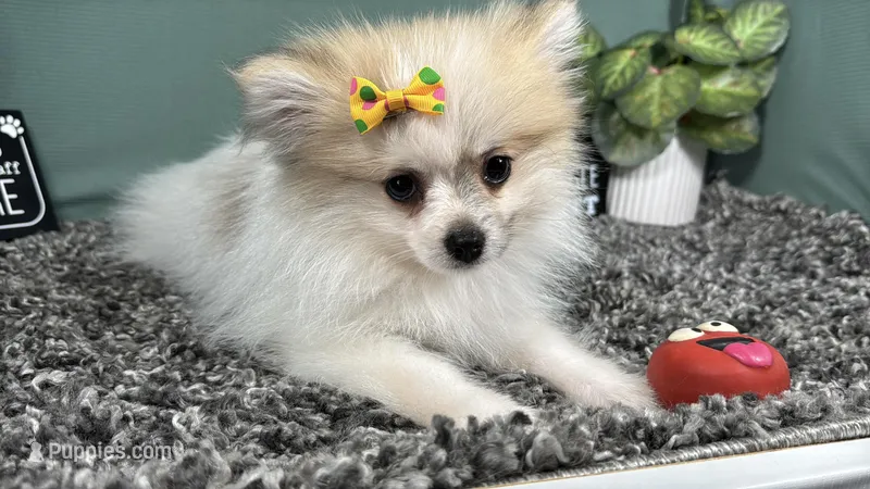 Marie – Pomeranian puppy for sale in Waynesville, MO