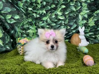 Marie, a female Pomeranian for sale in Waynesville, MO – Photo 1 of 3