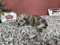 Benji, a male Pomeranian for sale in Waynesville, MO – 3 of 4