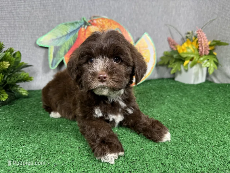 Maxwell – Yorkipoo puppy for sale in Waynesville, MO