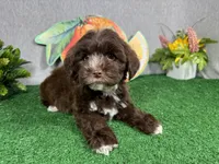 Maxwell, a male Yorkipoo for sale in Waynesville, MO – 1 of 10