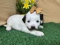 Timber, a female Shih Tzu for sale in Waynesville, MO – 1 of 3