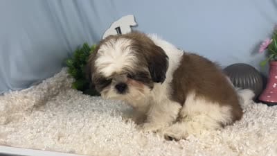 Grizzley, a male Shih Tzu for sale in Waynesville, MO – 4 of 4