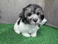 Noah, a male Maltipoo for sale in Waynesville, MO – Photo 2 of 10