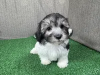 Noah, a male Maltipoo for sale in Waynesville, MO – Photo 3 of 10