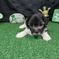 Noah, a male Maltipoo for sale in Waynesville, MO – Photo 8 of 10