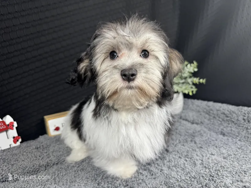 Noah – Maltipoo puppy for sale in Waynesville, MO