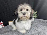 Noah, a male Maltipoo for sale in Waynesville, MO – 1 of 10