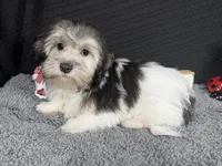 Noah, a male Maltipoo for sale in Waynesville, MO – 3 of 10