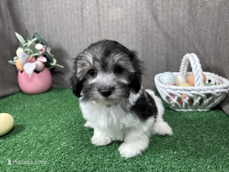 Noah – Maltipoo puppy for sale in Waynesville, MO