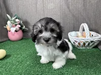 Noah, a male Maltipoo for sale in Waynesville, MO – Photo 1 of 10