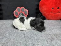 Noah, a male Maltipoo for sale in Waynesville, MO – Photo 6 of 6