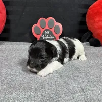 Noah, a male Maltipoo for sale in Waynesville, MO – Photo 10 of 10