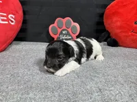 Noah, a male Maltipoo for sale in Waynesville, MO – Photo 5 of 6