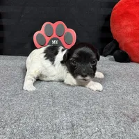 Noah, a male Maltipoo for sale in Waynesville, MO – Photo 9 of 10