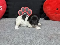 Noah, a male Maltipoo for sale in Waynesville, MO – Photo 4 of 6