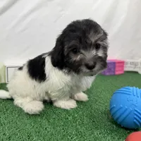 Noah, a male Maltipoo for sale in Waynesville, MO – Photo 5 of 10