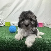 Noah, a male Maltipoo for sale in Waynesville, MO – Photo 4 of 10