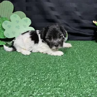 Noah, a male Maltipoo for sale in Waynesville, MO – Photo 7 of 10