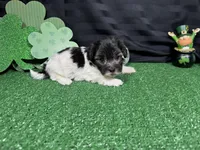 Noah, a male Maltipoo for sale in Waynesville, MO – Photo 2 of 6