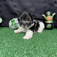 Noah, a male Maltipoo for sale in Waynesville, MO – Photo 6 of 10