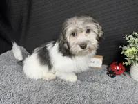 Noah, a male Maltipoo for sale in Waynesville, MO – 2 of 10