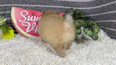 Bobby, a male Pomeranian for sale in Waynesville, MO – 4 of 4