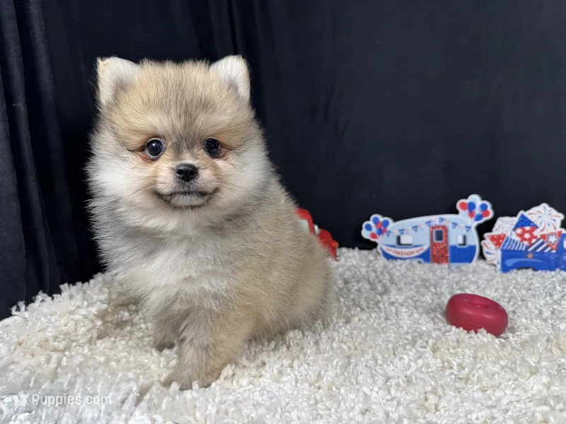 Benson – Pomeranian puppy for sale in Waynesville, MO