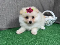 Sugar, a female Pomeranian for sale in Waynesville, MO – Photo 1 of 9