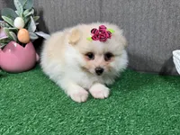 Sugar, a female Pomeranian for sale in Waynesville, MO – Photo 2 of 9