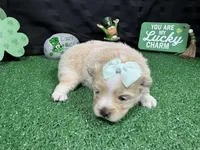 Sarah, a female Pomeranian for sale in Waynesville, MO – Photo 1 of 3