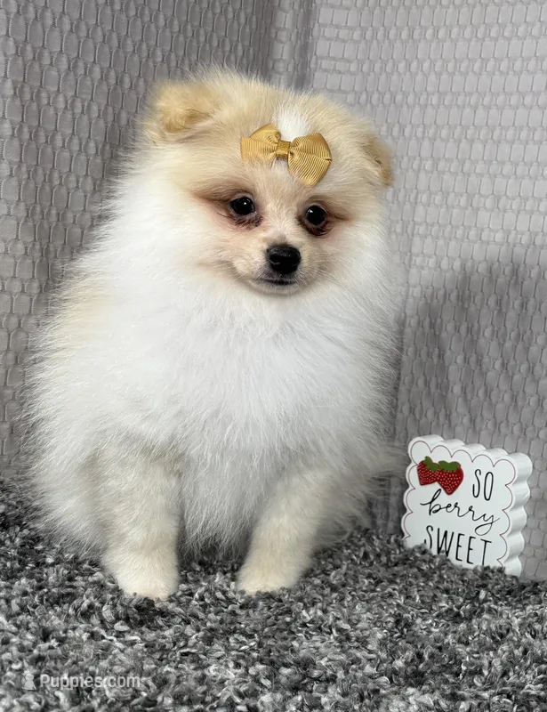 Sugar – Pomeranian puppy for sale in Waynesville, MO